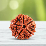 Original  5 Mukhi Rudraksha (Nepal Origin)