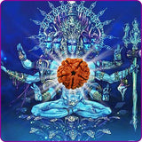 Original  5 Mukhi Rudraksha (Nepal Origin)