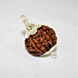 Original  5 Mukhi Rudraksha (Nepal Origin)