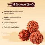 Original  5 Mukhi Rudraksha (Nepal Origin)