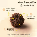 Original  5 Mukhi Rudraksha (Nepal Origin)